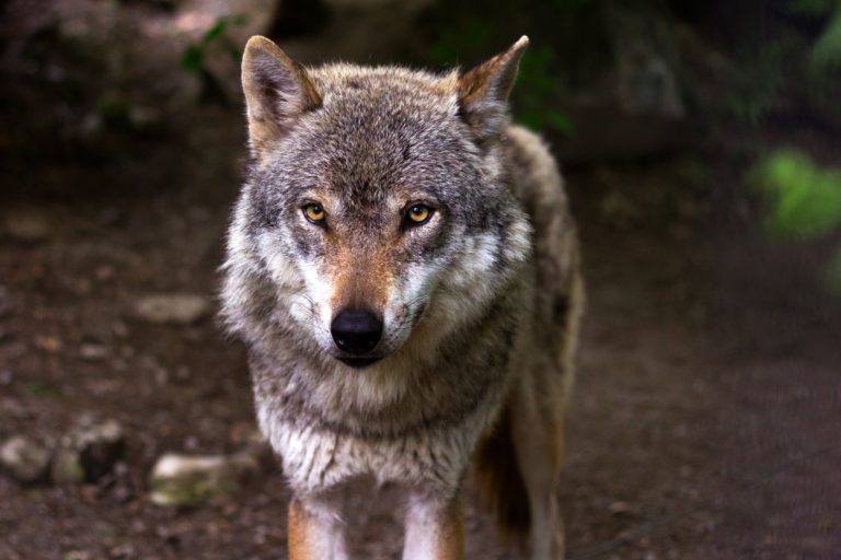 Maatregelenpakket ter voorkoming van wolvenschade aangeboden aan Gedeputeerde Staten