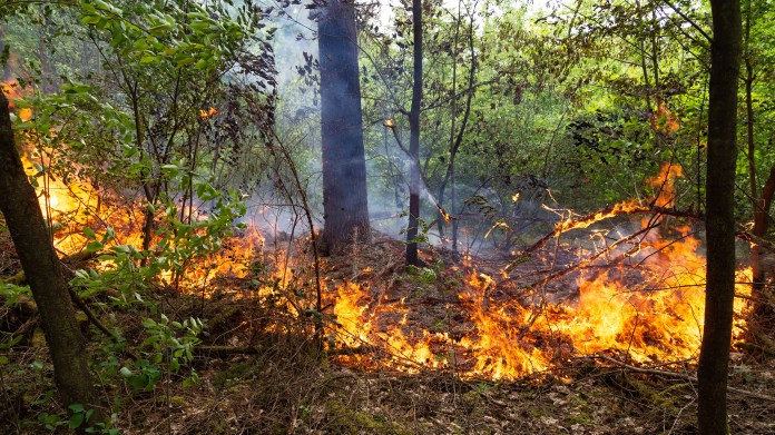Opnieuw forse bosbrand in de Emmerdennen