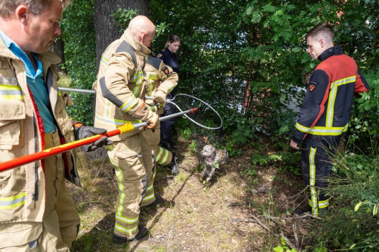 Brandweer en dierenambulance redden hondje uit het Scholtenskanaal in Klazienaveen