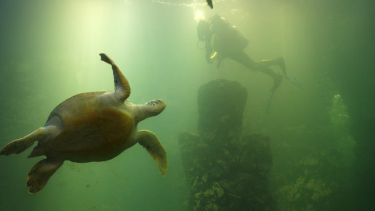 Groene zeeschildpad WILDLANDS verhuisd naar Oostenrijk