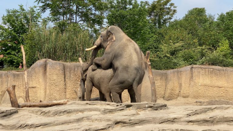 Snelle eerste dekking van pas gearriveerde olifantenstier gezien