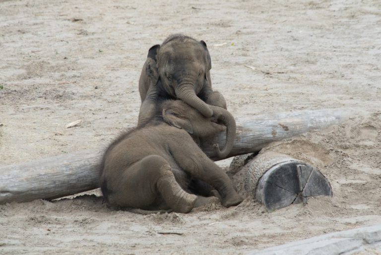 Niet één maar twee baby-olifanten op komst in WILDLANDS