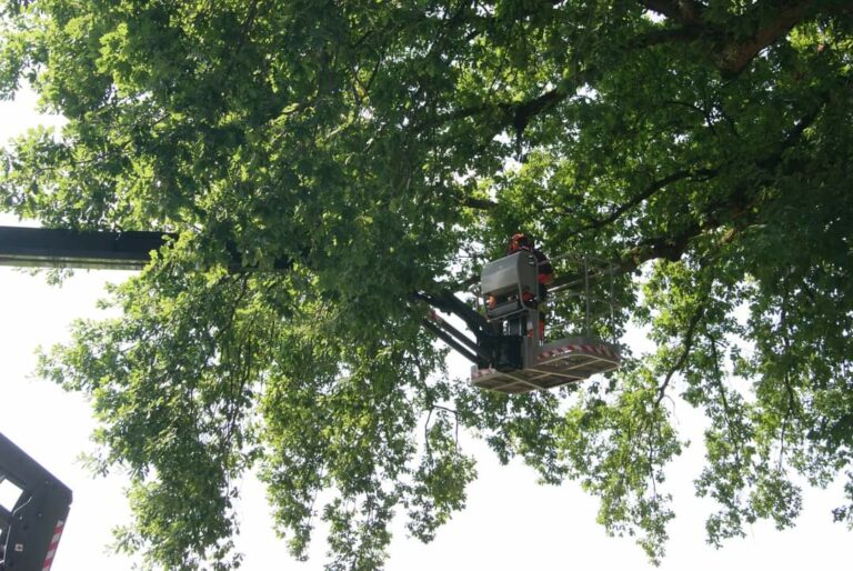 Onderhoud bomen en bossingels in de gemeente Coevorden